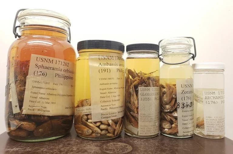 朗姆酒保存的鱼类揭示了一个世纪的环境变化