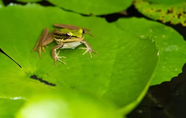 Der schwebende Frosch: Das Experiment, das einen Nobelpreis gewann