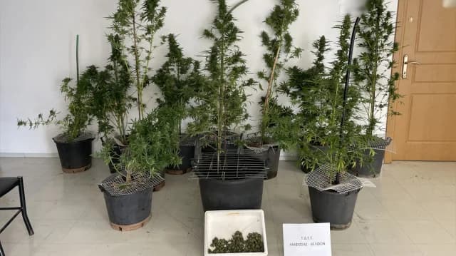 Phokis: Festnahme wegen Drogen – 11 Cannabispflanzen gefunden