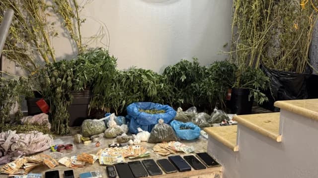Troezen: Krimineller Ring mit Cannabis-Laboren ausgehoben - 7 Verhaftungen