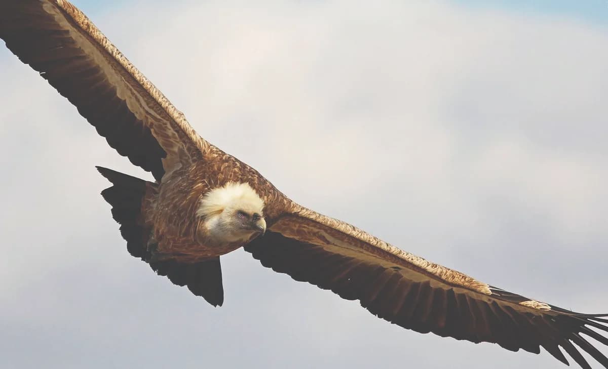 Vultures Released in Cyprus to Boost Population