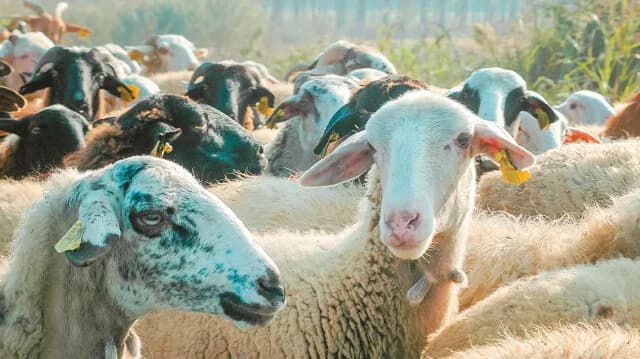 פרופסורים: חיסון אינו פתרון לאבעבועות צאן ובקר