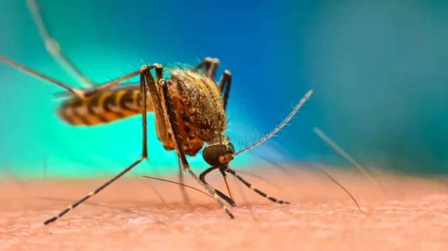 Cambio Climático: Aparecen Mosquitos en Islandia