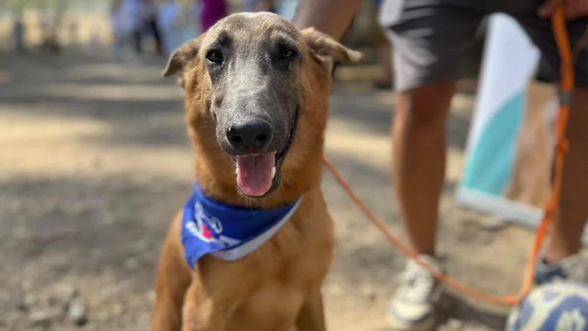 鲁迪：马里诺斯混血犬在塞浦路斯或英格兰寻找家庭