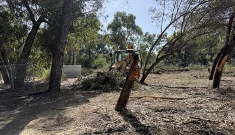 Tree Removal at Akademia Park: Clarifications from the Department of Forests