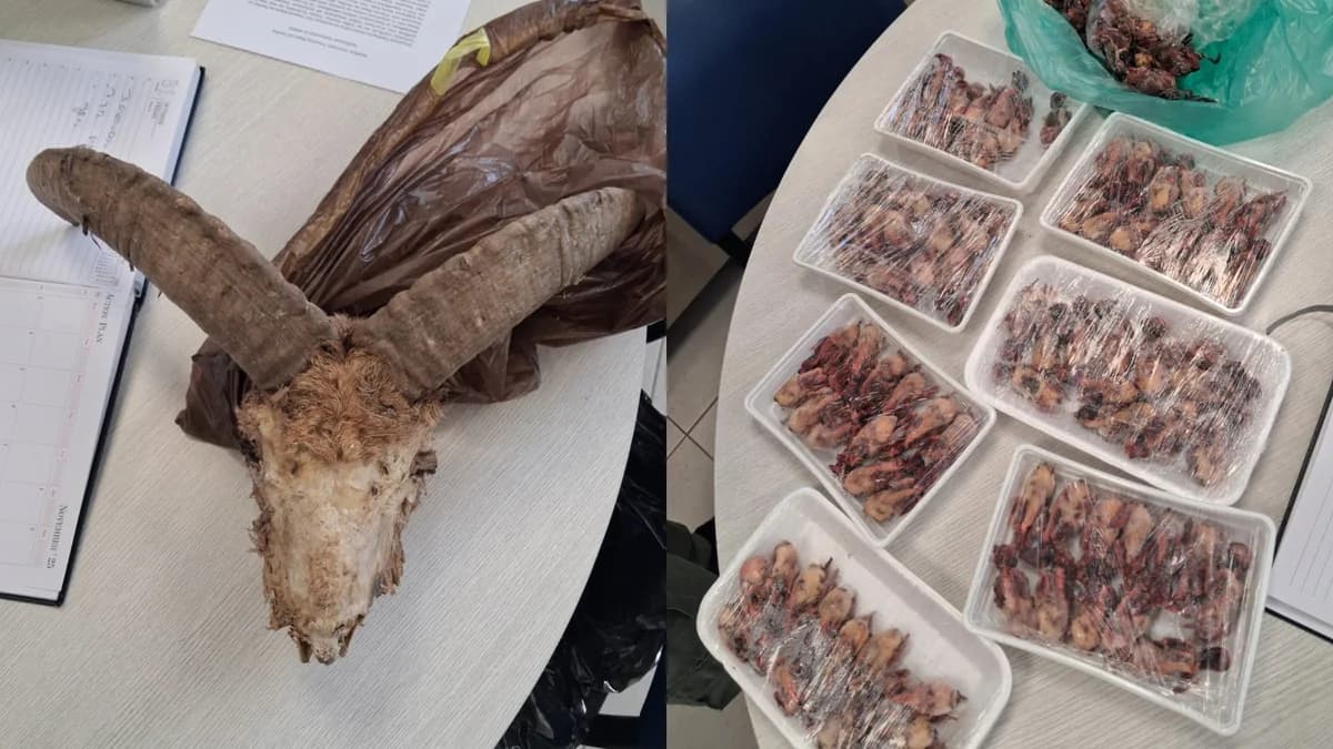 55-Jähriger wegen Wilderei verhaftet – Agrino-Schädel und 1.008 tote Vögel gefunden