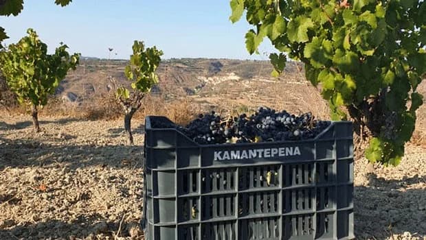 Начало выплат виноградарям в Пафосе и Лимассоле