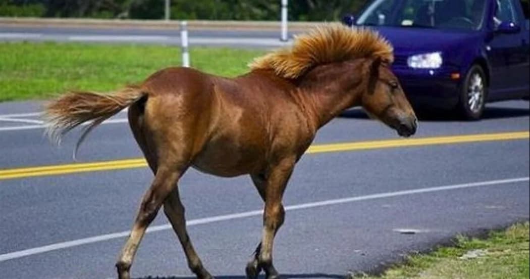 Chipre: ¡Multa por ladridos continuos y multa extrajudicial por montar a caballo en la carretera!