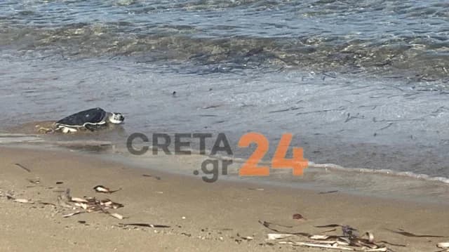 Heraclión: La tortuga marina Nausicaa regresa al mar después de cuatro años