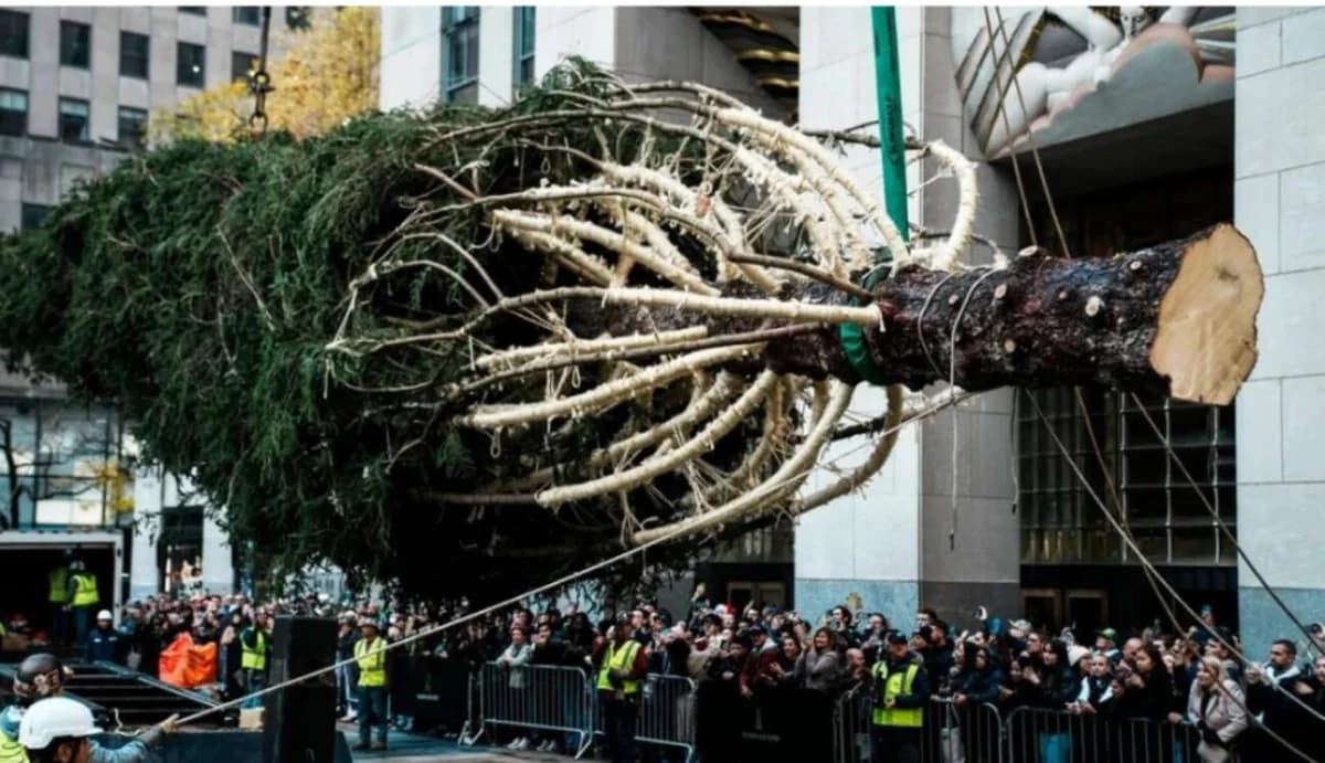 23-Meter Christmas Tree Arrives at Rockefeller Center in New York