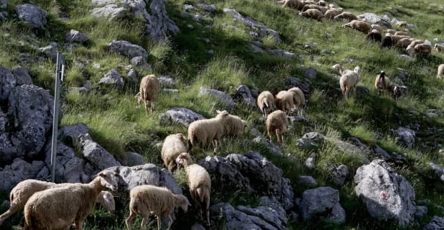 New Violations of Sheep and Goat Pox Measures – Referrals to Justice