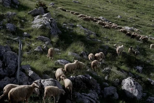 Wissenschaftlicher Ausschuss schlägt 20 neue Maßnahmen zum Schutz von Nutztieren vor Schaf- und Ziegenpocken vor
