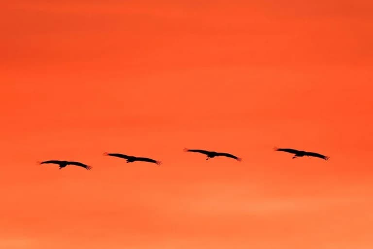 Second Bird Flu Death Reported in the US