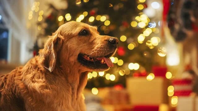 Canciones navideñas y perros: cuáles evitar