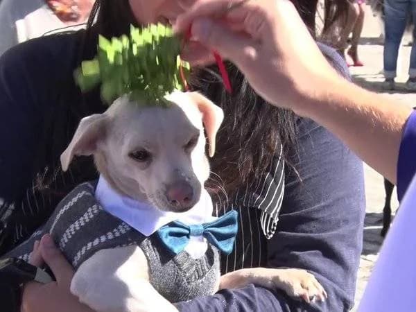 利马索尔都主教今天祝福动物
