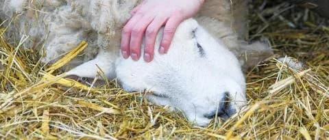 Foot-and-Mouth Disease Measures in Occupied Territories: 500,000 Animals to be Vaccinated