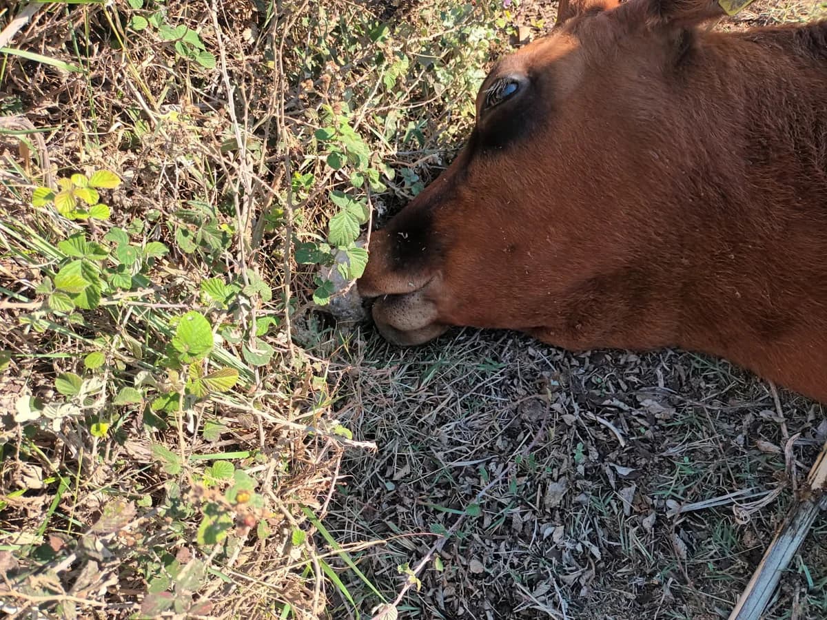 Akrotiri: Vaca chipriota rara encontrada muerta – Investigación por envenenamiento