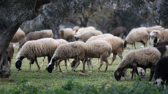 השעיית אמצעים לחקלאים שנפגעו מאבעבועות צאן ובקר