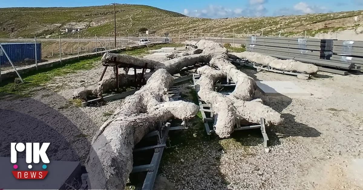 莱斯博斯岛：拥有树枝的1800万年树化石