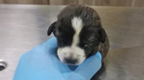 Seven Newborn Puppies Abandoned in Xyliatos – Only One Survived