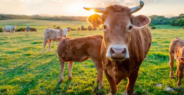 Foot and Mouth Disease: Alert in Dodecanese and Cyclades