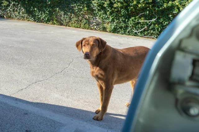Salónica: Hombre de 67 años conducía con perro corriendo atado