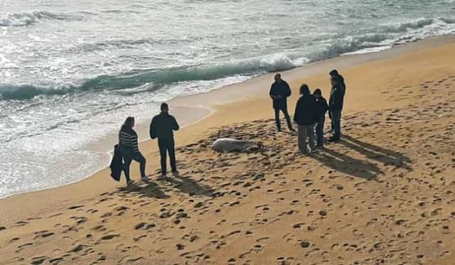 Toter Delfin mit Seil an Flosse in Kavala angespült