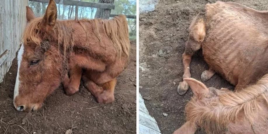 Horse Rescued in Poor Condition in Cyprus