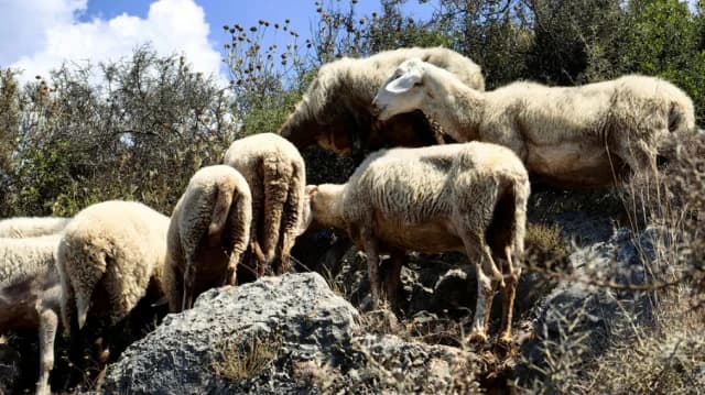 פיריה: אבל על התאבדותו של חקלאי לאחר המתת חסד של בעלי חיים