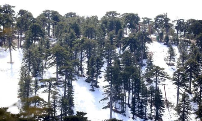 Snowfall Continues in Troodos Mountains, Rainfall Significant
