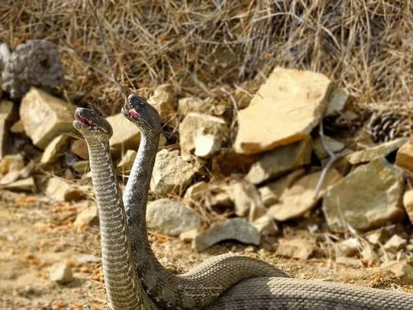 Cyprus: Snake mating dance in the mountains