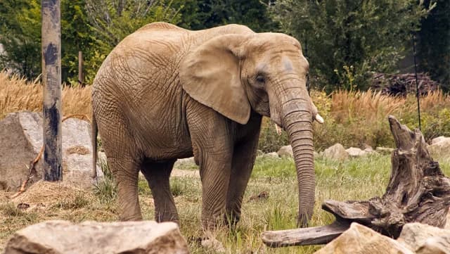 India: Elefante salvaje mata a 20 personas en 9 días