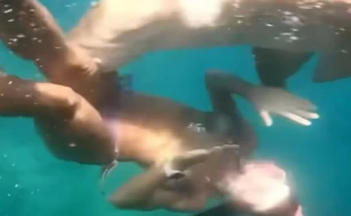 Shark Attack in Brazil: Woman Bitten While Snorkeling