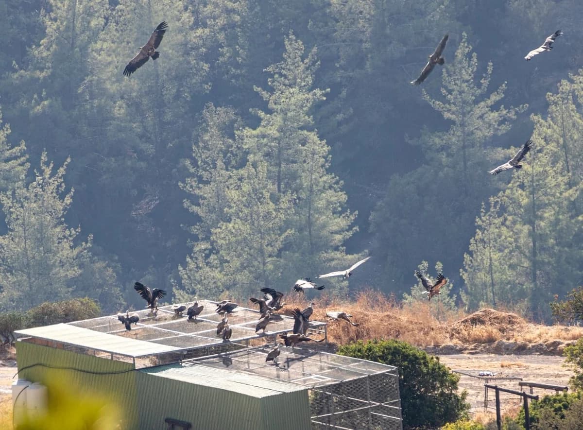 Over 40 Vultures Spotted in Cyprus, Sign of Recovery