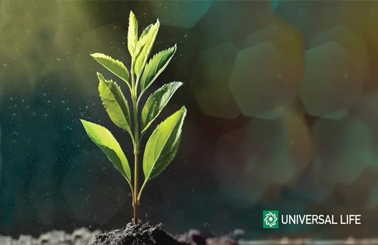 Universal Life поддерживает восстановление лесов на Кипре