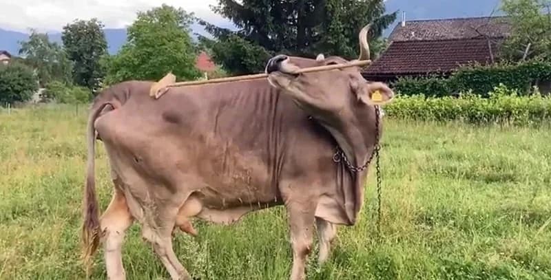 Cow in Austria Uses Broom to Scratch Itself