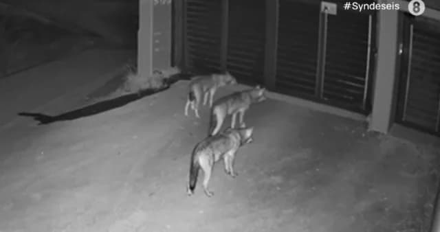 Волки замечены возле дома в Панораме, Салоники – Видео