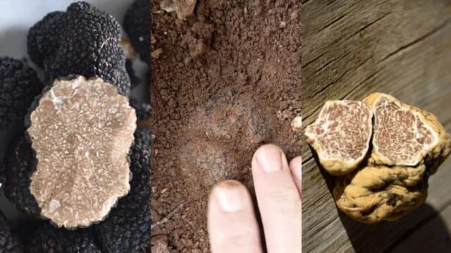 Griechische Trüffel: Unterirdisches Gold auf der Gourmetkarte