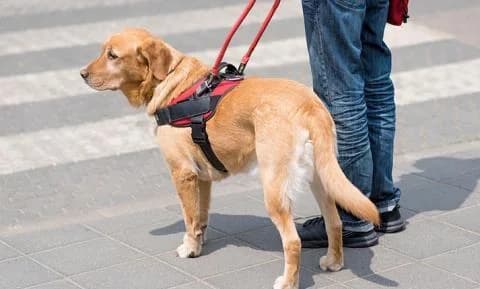 Report Highlights Legal Gap for Guide Dogs in Cyprus