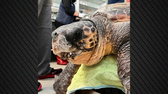 Tortuga marina 'Kastello' viaja de Grecia a España