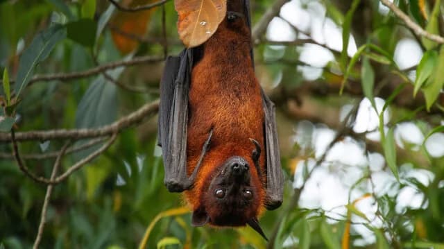 Συναγερμός στην Ινδία για τον ιό Nipah: Μάχη για την αποφυγή πανδημίας