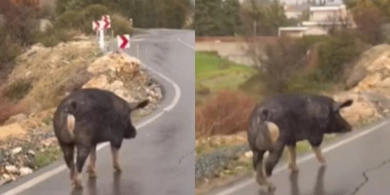 חזיר נצפה משוטט ברחובות אגיוס טיכונס בלימסול