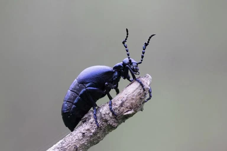 Escarabajo en Europa: El Primer Animal Que Huele a Flor