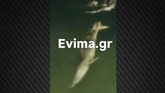 Avistamiento de focas en el puerto de Evia genera entusiasmo