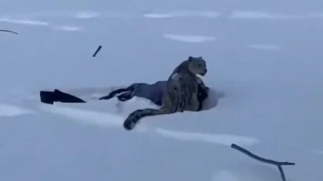 Snow Leopard Attacks Skier Attempting Selfie in China