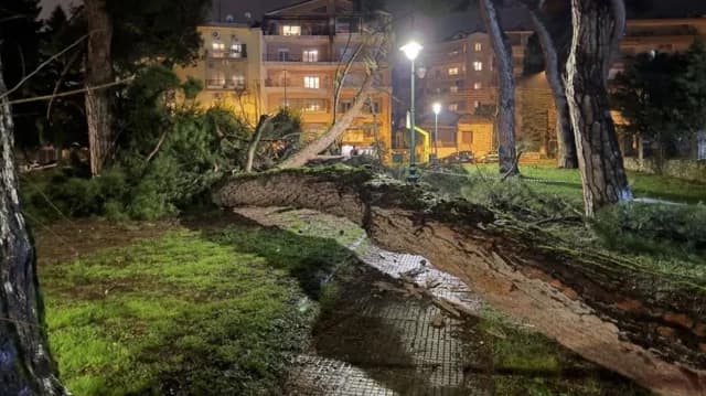עץ אורן נופל בבית האבות יואנינה עקב גשמים