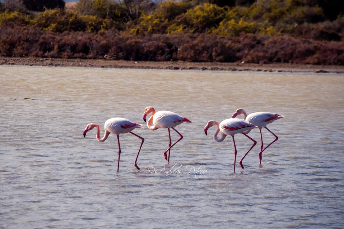 Alarmierender Rückgang der Flamingo-Population am Salzsee Akrotiri