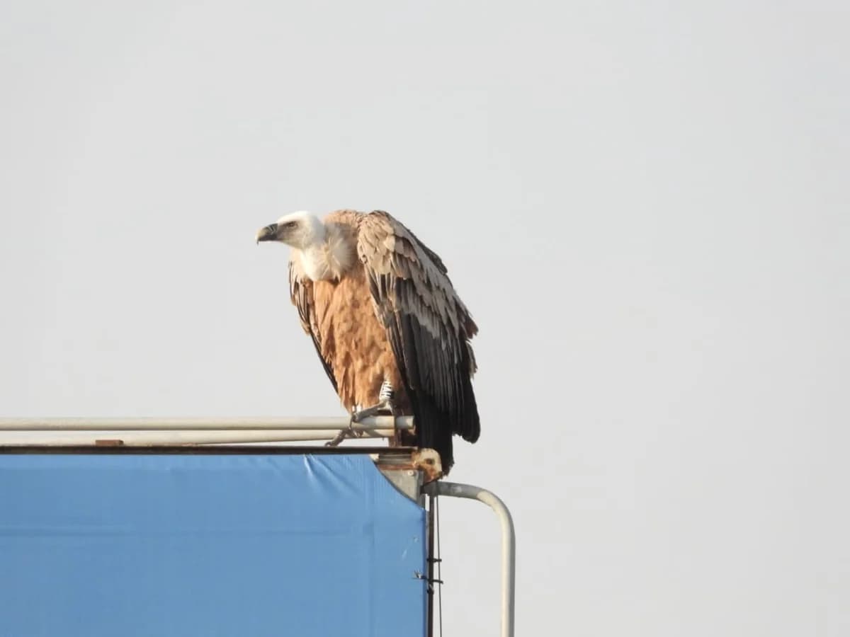 BirdLife Cyprus Reassures About Weak Vulture in Oroklini