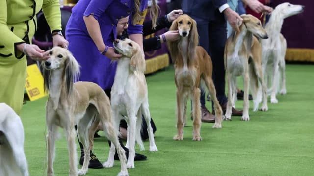 150. Westminster Kennel Club: Tausende Hunde treten in New York an