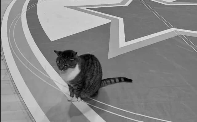 Crvena Zvezda lamenta la pérdida de Ljubica, la famosa gata